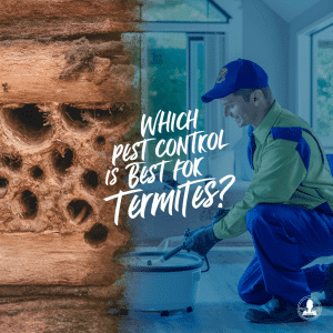 Which Pest Control is Better For Termites