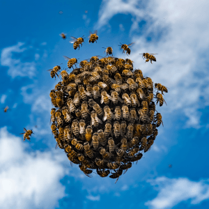 Bee Removal