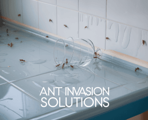 2025 04 28T225629.963Z101file – pest control in