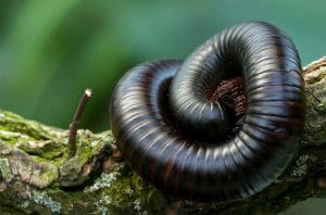 millipedes – pest control in