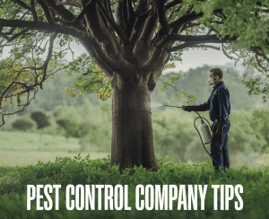 pest control – pest control in