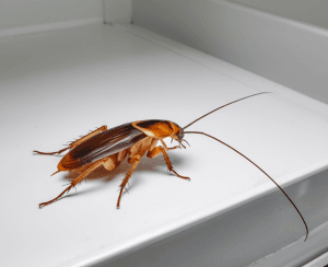 roaches – pest control in