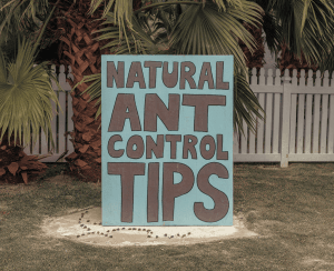 2025 05 01T190129.032Z1298file – pest control in