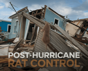 Damaged buildings with a rat climbing