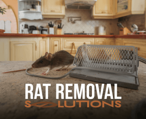Mouse trap in kitchen setting