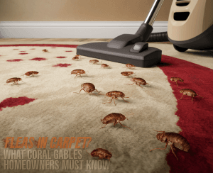 Vacuum cleaner on carpet with fleas.