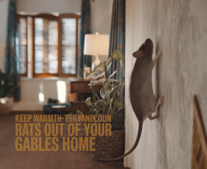 Mouse climbing wall in cozy room