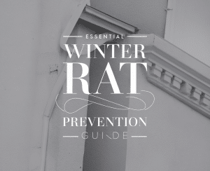 Winter rat prevention guide cover