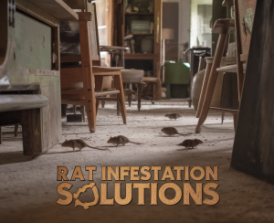 Rats in a cluttered indoor space.
