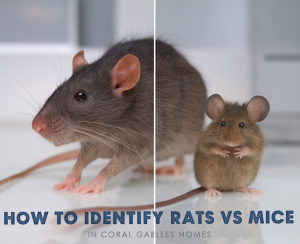 Comparison of rat and mouse